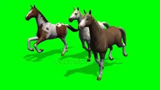 horse green screen free download