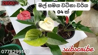 මල් සමග වටිනා වර්ග 04 ක්....  perera plant nursery .. 0778299140
