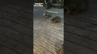 Calling the Raccoons for Treats. Peanut Butter Club Diary