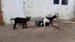Козлики американские альпийские Таша -Лил,возраст 2 мес