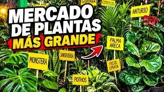 EL MERCADO DE FLORES más grande de Lima
