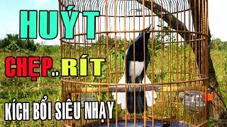 Chòe than HUÝT - RÍT CHÈ kích bổi ức chế/ tiếng chòe than gọi bổi, kích chòe than bổi mau mở mỏ