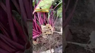 Вытянули реп…ой свеклу😊