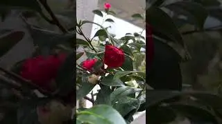 iPhone 14 Pro - Autofocus test (main camera - 4K 60fps)