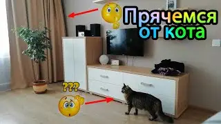 кот Самсон | забавный и смешной кот