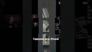 Городские коты 🐈 @хуели 