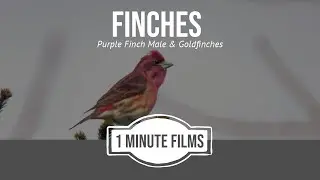 Finches  ~ 1 Minute Films