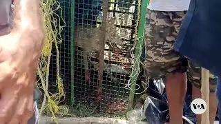 Indian authorities capture one of three wolves that have killed six children | VOA News