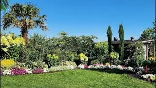 Итальянский Кипарис