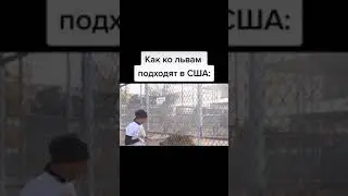 как ко львам подходят в США vs как ко львам подходят в России