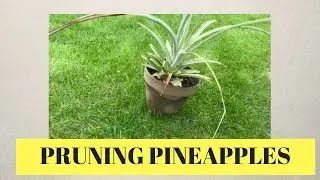 How To Prune Pineapples