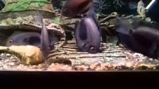 Уару