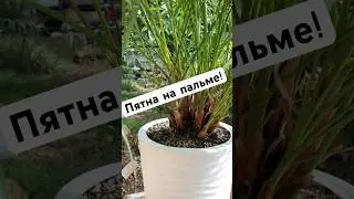 Дипсис (Хризалидокарпус) и его пятна #garden #растения #plants #цветы #home #сад #садоводство