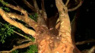 Misteri Belik Ingas Purwantoro - Tim CTD (Cah Tukang Dolan)
