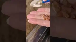 #янтарь