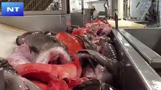 Amazing Big Catch in the Sea, Catching and Processing Fish Right on Ship, Automatic Lines