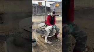 Зачем ездить в приют?