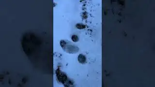 Sakarya Acelle Yaylasında Ayı İzleri🐾