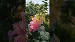 Розовый  павильон. Роза Deep love.