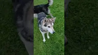 мишка и малыш