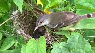 Induk Burung Ciblek membersihkan dan meloloh anak disarang