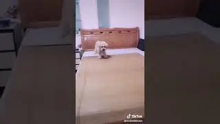 Умная собака таинственного друга🤫🤫