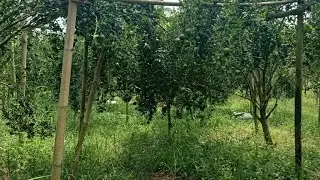 panen jeruk di kebun  adek