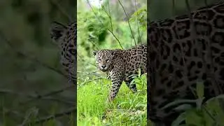 cheetah attitude entry in jangal  
