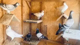 My Young Racing Pigeons Set Free For The First Time and Lost Them!