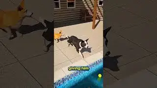 these both dog playing with ball near yard