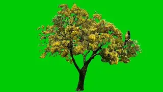 tree & bird vidio background green screen