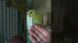 Волнистик Дай 5 часть2