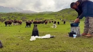 UNCLE AHMET'S SHEPHERD'S ROAST - GREEN PASTURES (FOR SACRIFICATION 05355641223)