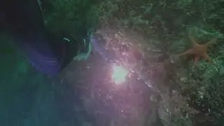 British Columbia - Kelvin Grove Right Wall - Scuba (8/16/24)