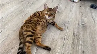 Кошка Синди моется !