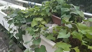 Tanam sayur ditingkat atas bangunan