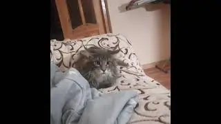 Maine Coon Veles funny kitty #kitten #мейнкуны #cat #cute #mainecoon #catlover #funny #funnyvideo