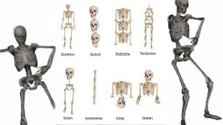 Types of Spooky Skeletons Meme