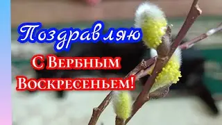 Поздравляю с Вербным Воскресеньем!