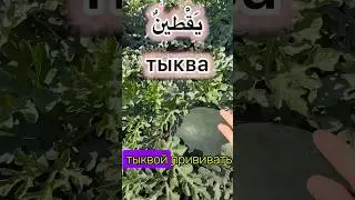 Арбуз скрещенный с тыквой. АРБУКВА или ТЫКВУЗ