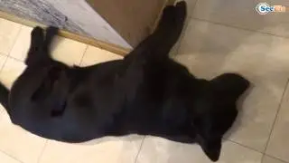 Funny Dogs - Sleep Walking. Cute Labrador - Fluffies!