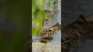 Утята на Каме #birds #nature