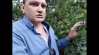 Лопухи !!!!