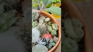Мини-САДики -суккуленты #релакс #цветы #выставка