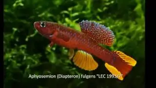 Aphyosemion (Diapteron) fulgens