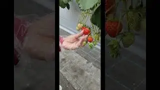 STRAWBERRY PICKING MUNA TAYO MGA KA SHAARNA 😊