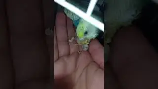parrot feeding to their new born.