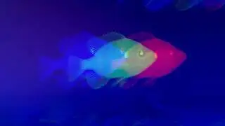 Enemy Swim - Minotaur (Official Video)