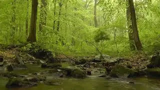 Relaxing Music and Ambiental for Mind and Body, Calm Music, Study music, Stress relief music