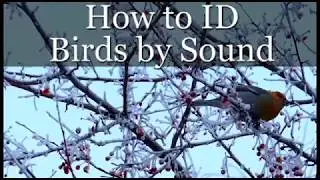 How to Identify Birds by Song
